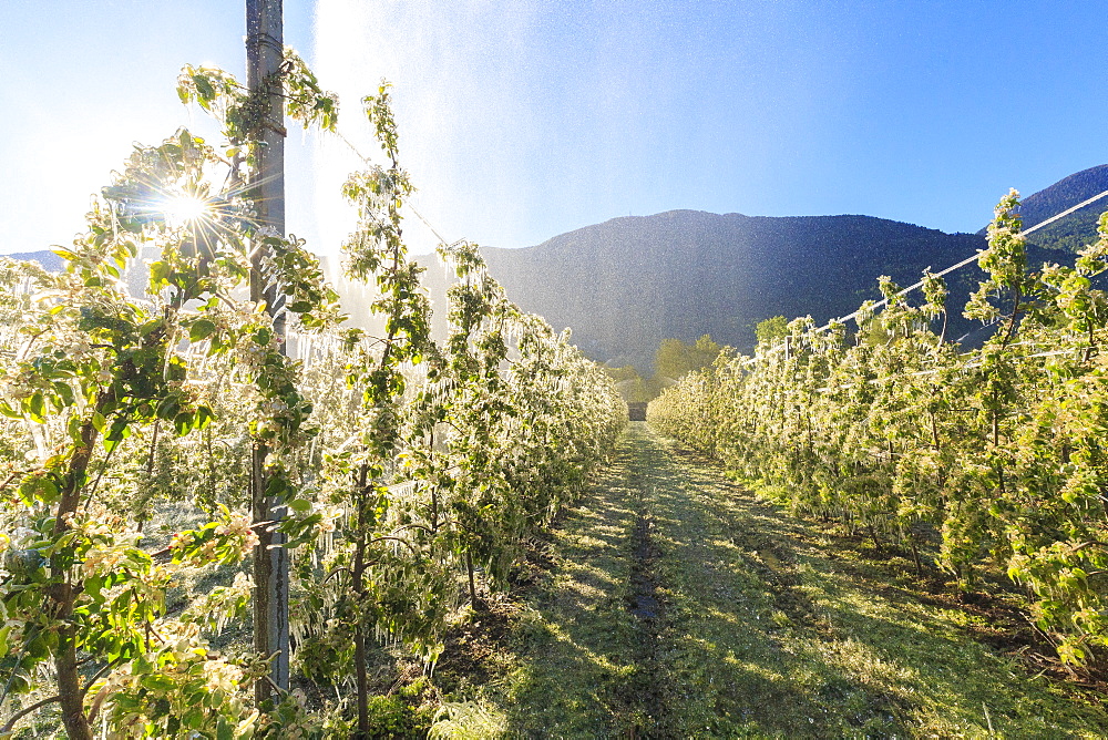 Ice on apple plants during the cold spring days, Valtellina, Lombardy, Italy, Europe