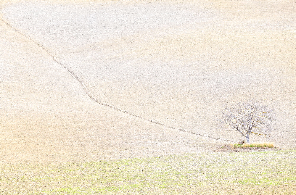 Lonely tree in the hills of Val d'Orcia, UNESCO World Heritage Site, Siena province, Tuscany, Italy, Europe