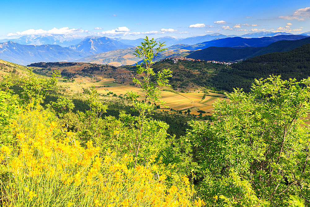 Blossoming of broom in front of the village of Castelvecchio Calvisio, Abruzzo, Italy, Europe