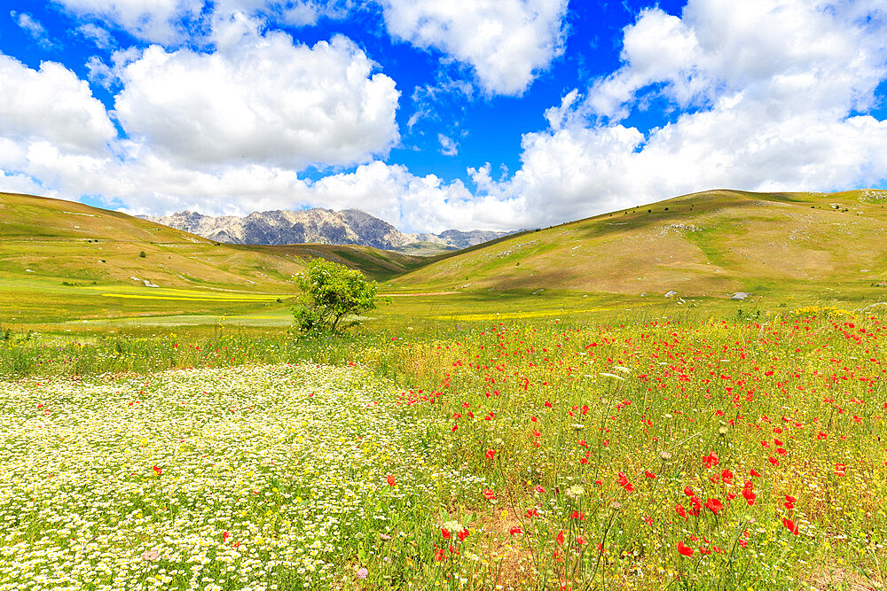 Blossoms in the lentil fields of Santo Stefano di Sessanio, Abruzzo, Italy, Europe