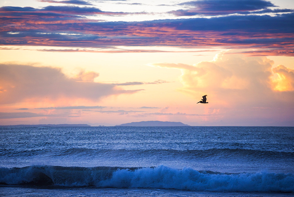 Pelican at Playa Buena Vista Beach at sunrise, Guanacaste Province, Costa Rica, Central America