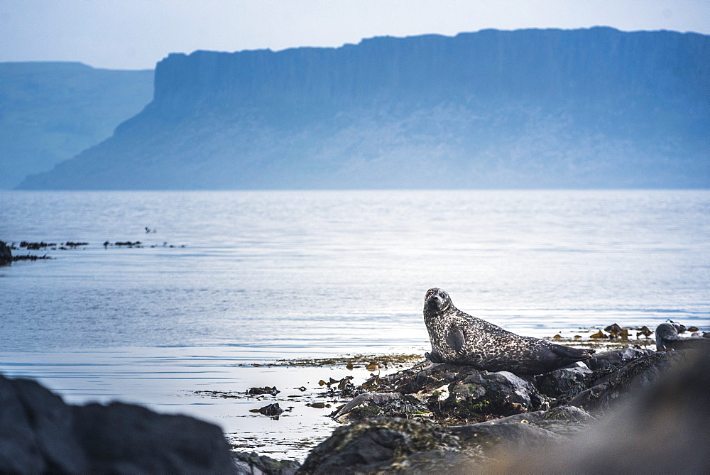 Seal on Rathlin Island, County Antrim, Ulster, Northern Ireland, United Kingdom, Europe