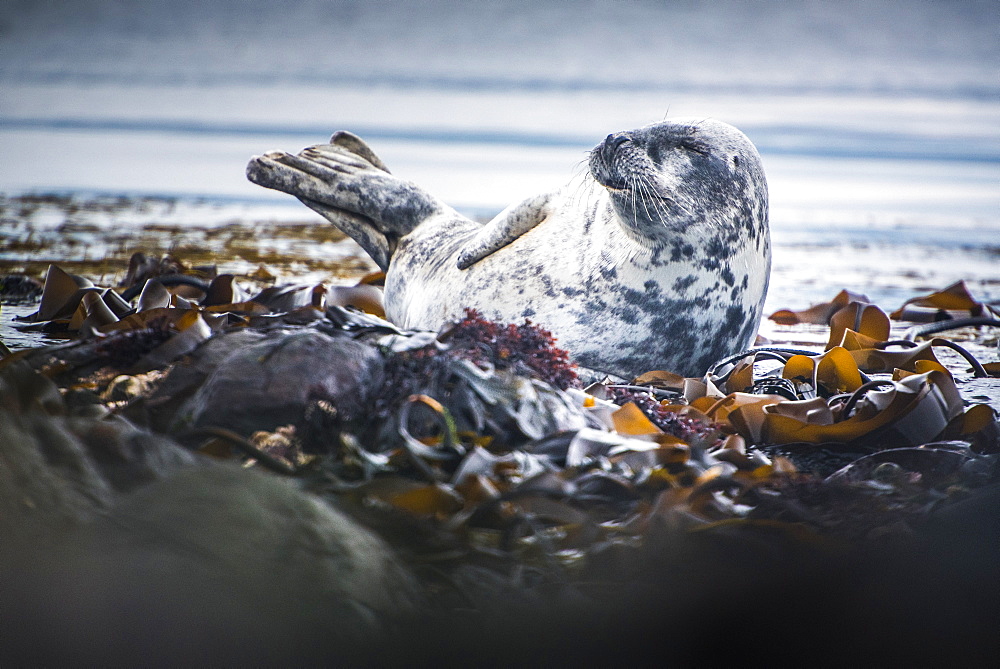 Seal on Rathlin Island, County Antrim, Ulster, Northern Ireland, United Kingdom, Europe