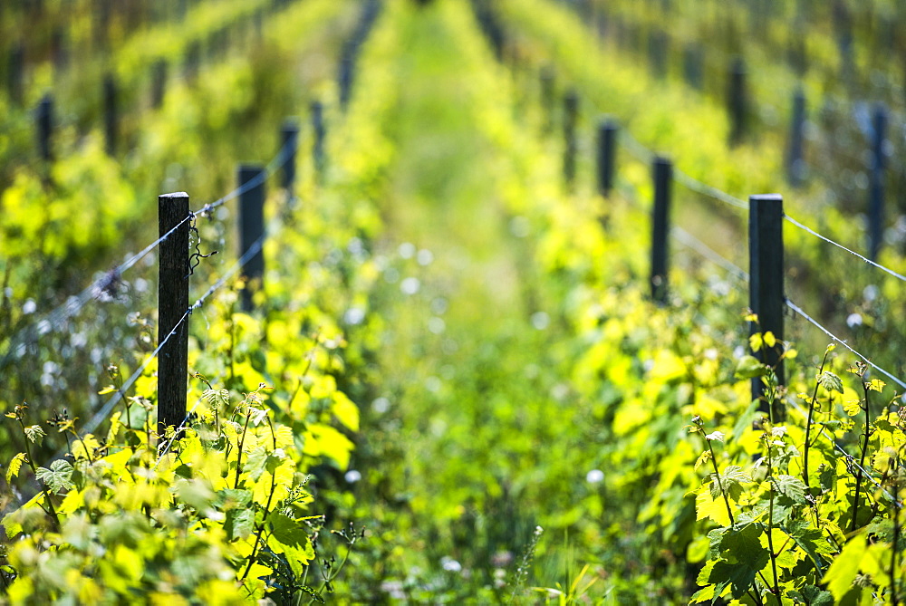 Vineyard on Sark Island, Channel Islands, United Kingdom, Europe