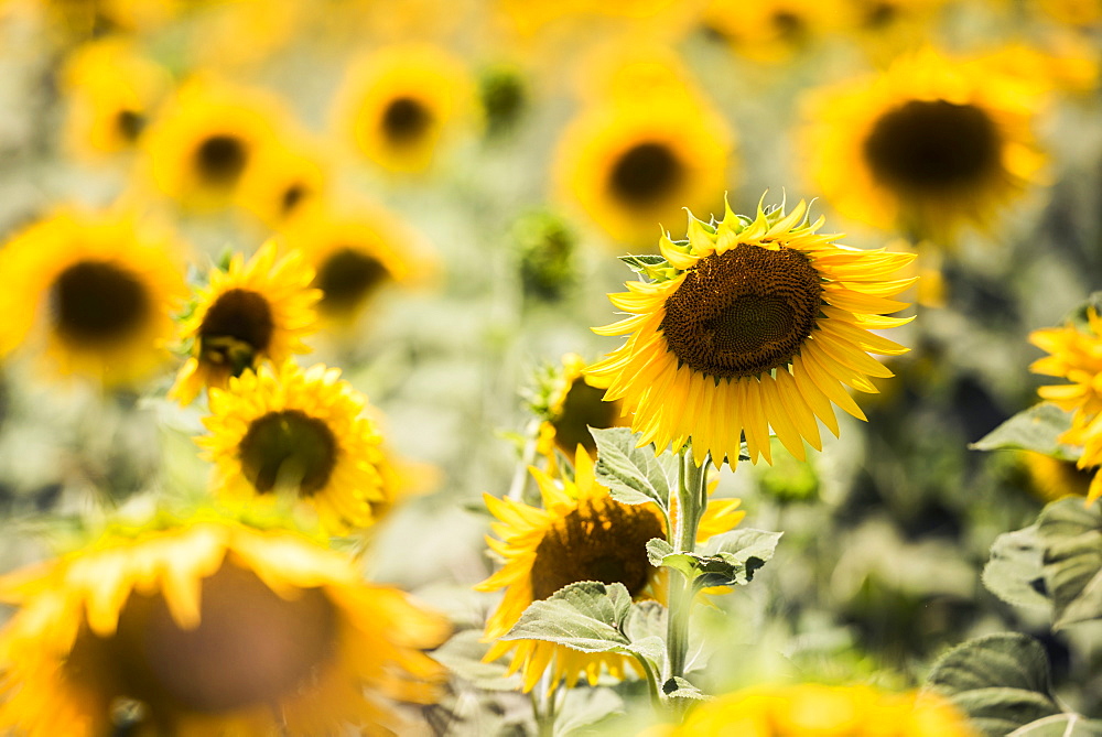 Sunflowers in a field near Rome, Lazio, Italy, Europe