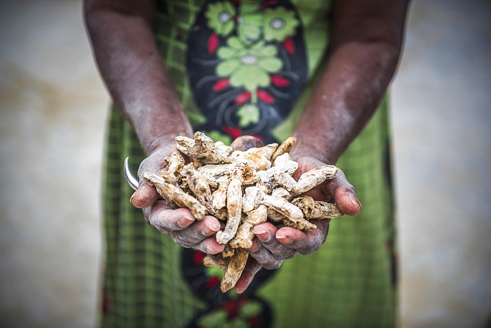 Sorting ginger at a market in Fort Kochi (Cochin), Kerala, India, Asia