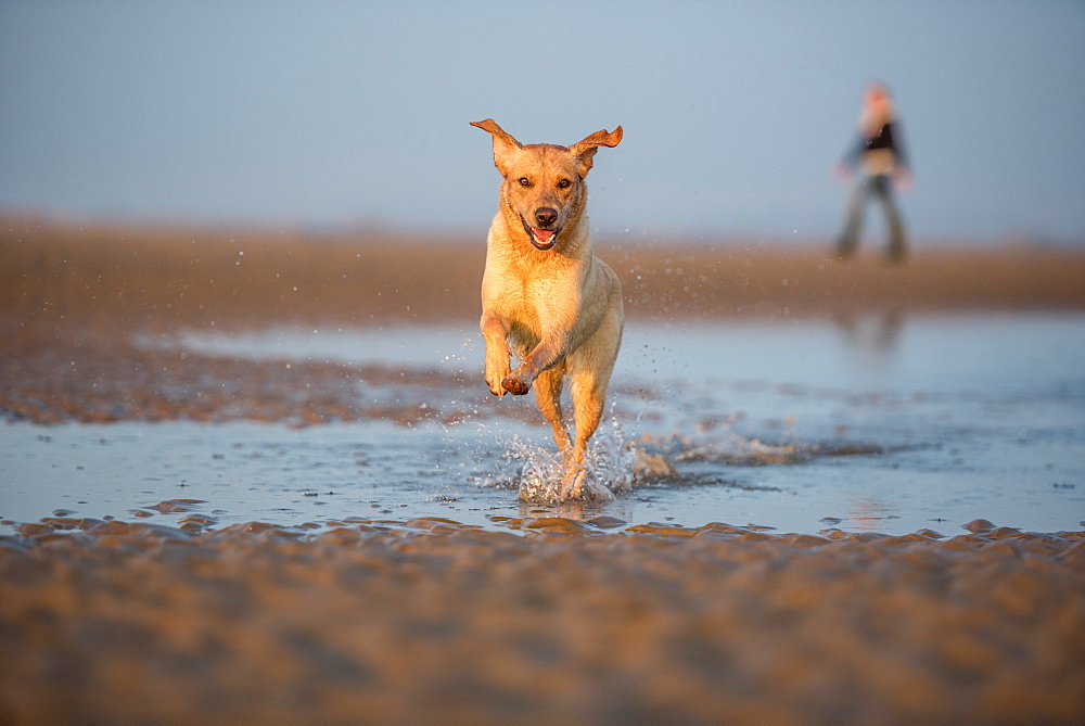 Dog and owner on Camber Sands, Rye, East Sussex, England, United Kingdom, Europe