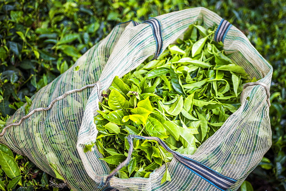 Tea plantations, Munnar in the Western Ghats Mountains, Kerala, India, Asia