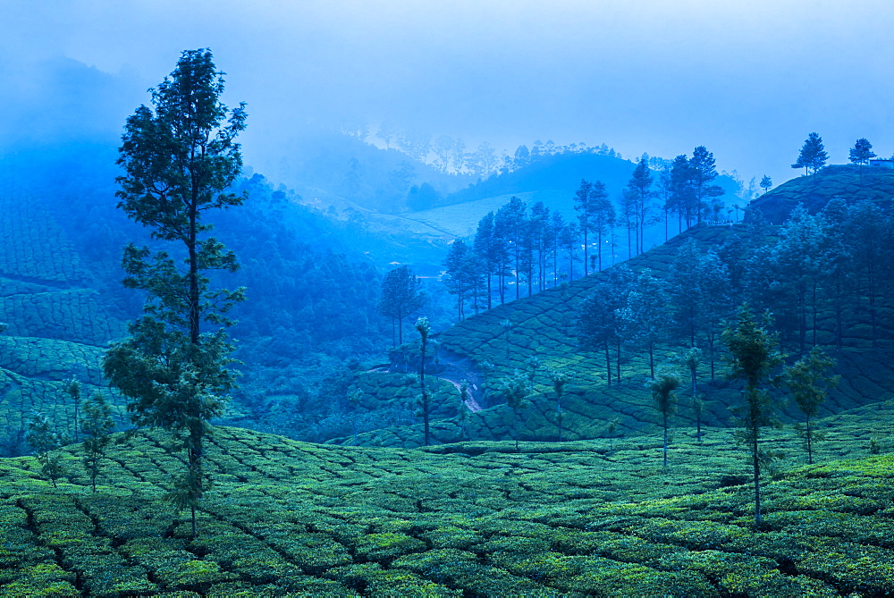 Tea plantations, Munnar, Western Ghats Mountains, Kerala, India, Asia