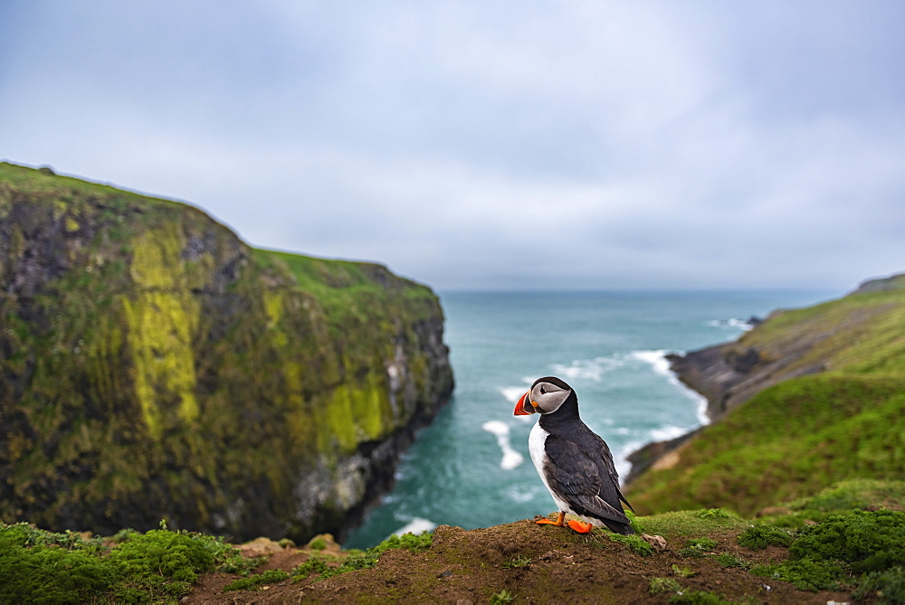 Puffin at the Wick, Skomer Island, Pembrokeshire Coast National Park, Wales, United Kingdom, Europe