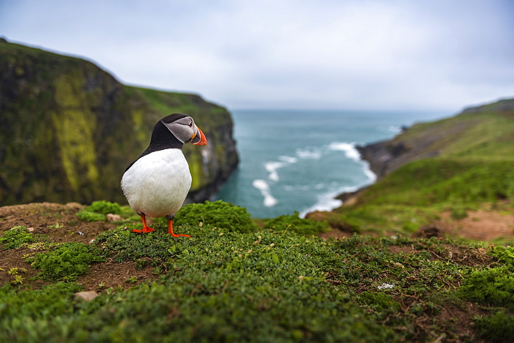 Puffin at the Wick, Skomer Island, Pembrokeshire Coast National Park, Wales, United Kingdom, Europe