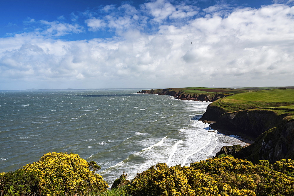 Pembrokeshire Coast National Park, seen near Marloes and St. Brides, Wales, United Kingdom, Europe