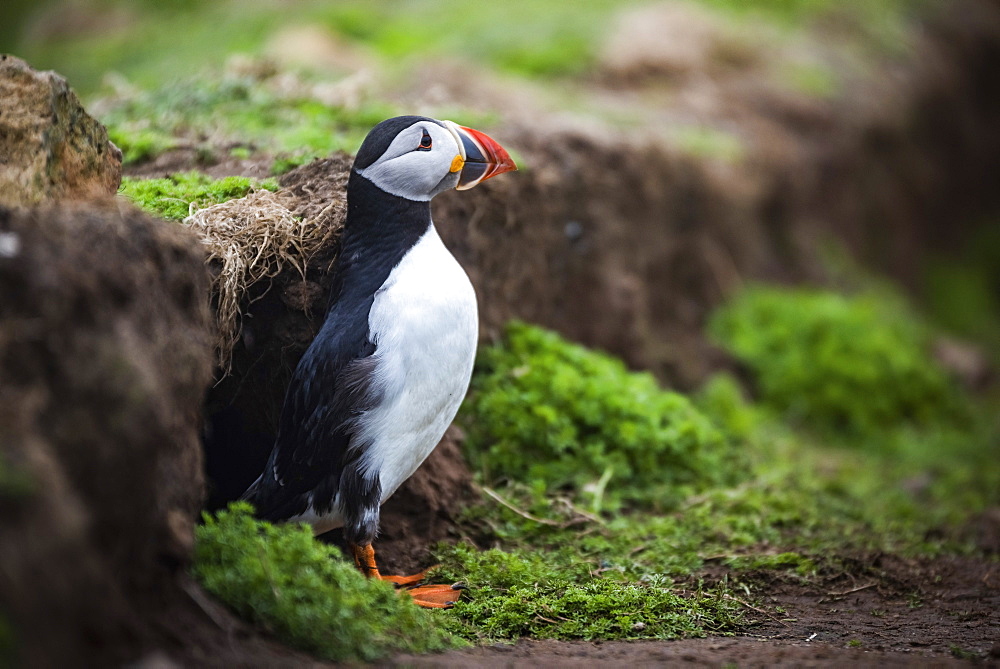 Puffin at the Wick, Skomer Island, Pembrokeshire Coast National Park, Wales, United Kingdom, Europe