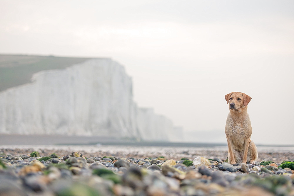 Golden labrador on the pebble beach at Cuckmere Haven with the Seven Sisters chalk cliffs behind, South Downs National Park, East Sussex, England, United Kingdom, Europe