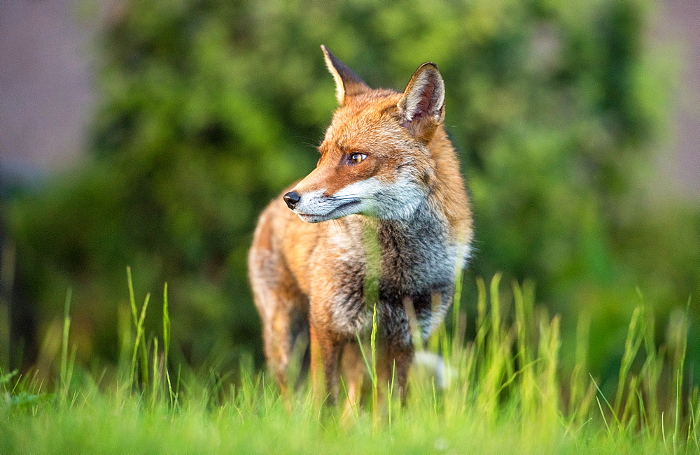 Urban fox at the London Barrier, London, England, United Kingdom, Europe