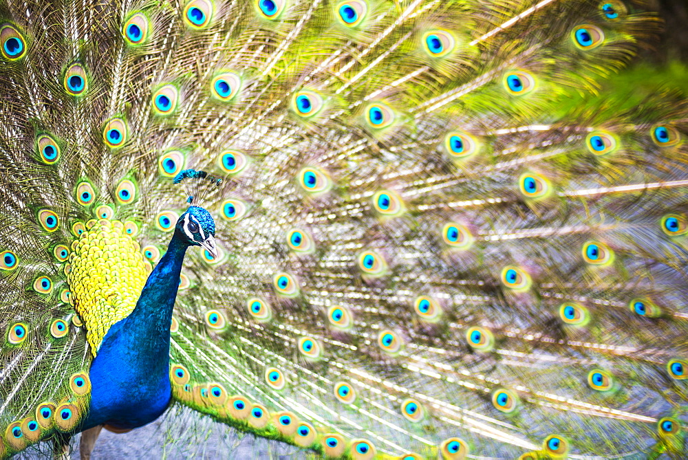 Peacock, Dartmoor, Devon, England, United Kingdom, Europe