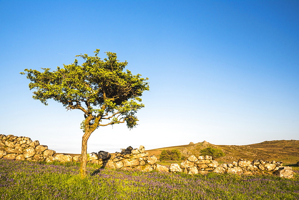 Dartmoor landscape, Devon, England, United Kingdom, Europe