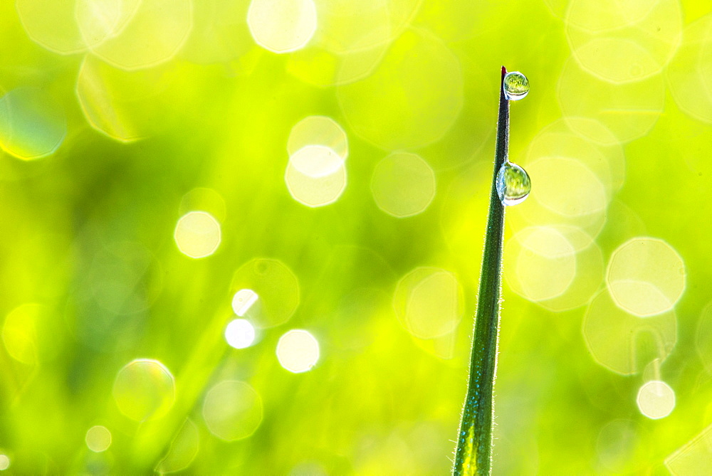 Morning dew, Dartmoor National Park, Devon, England, United Kingdom, Europe