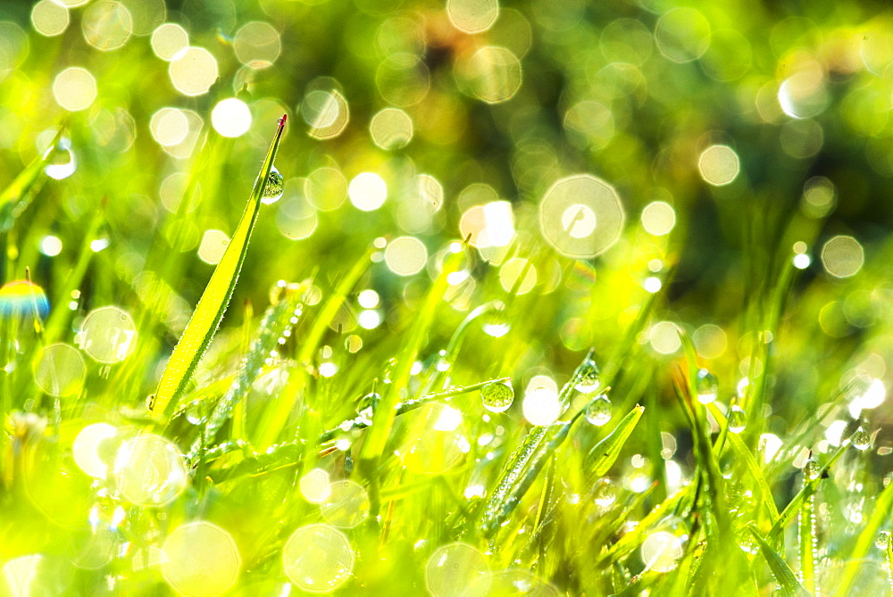 Morning dew, Dartmoor National Park, Devon, England, United Kingdom, Europe