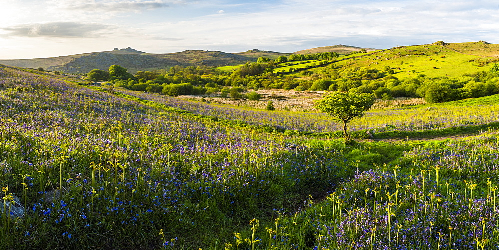 Bluebells in spring, Dartmoor National Park, Devon, England, United Kingdom, Europe