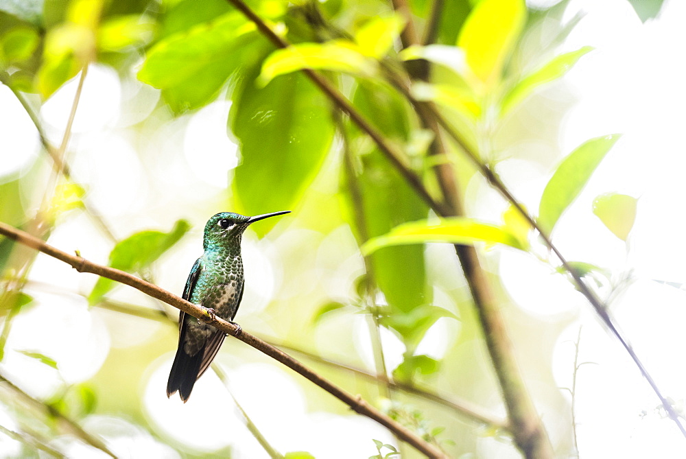 Hummingbird in the Monteverde Cloud Forest, Puntarenas Province, Costa Rica, Central America