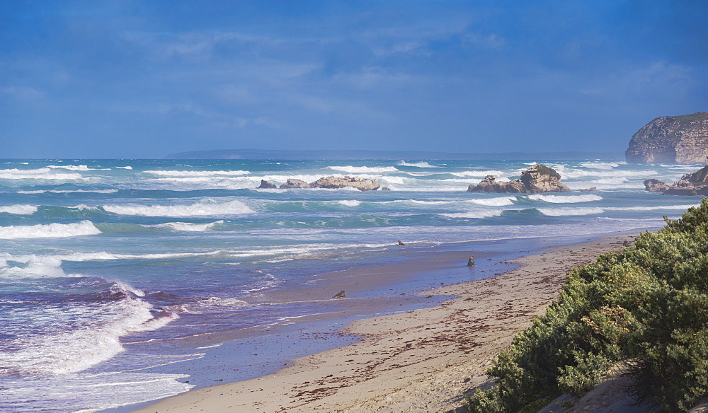 Coastal landscape at the Seal Bay Conservation Park on the Kangaroo Island, Australia, Pacific