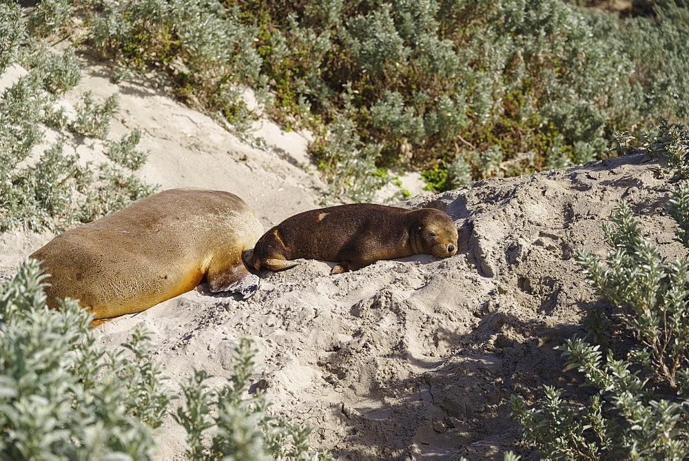 Wild baby Australian Sea Lion resting on sand in the Seal Bay Conservation Park, Kangaroo Island, Australia, Pacific