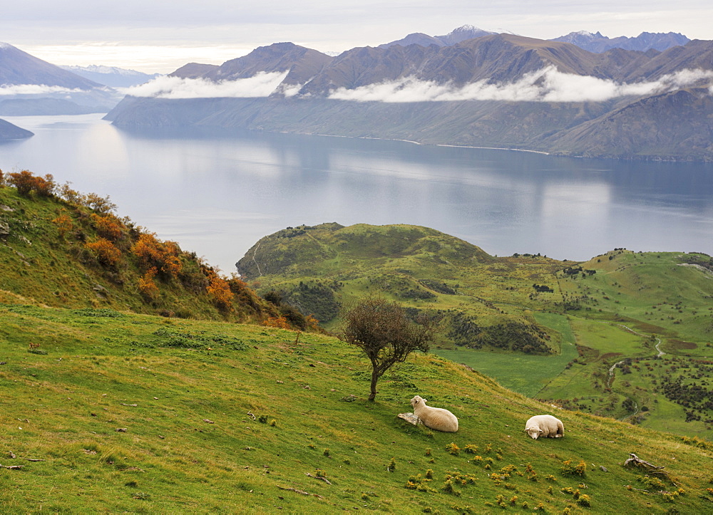 Rural landscape of sheep resting on grass with mountain view, Wanaka, Otago, South Island, New Zealand, Pacific