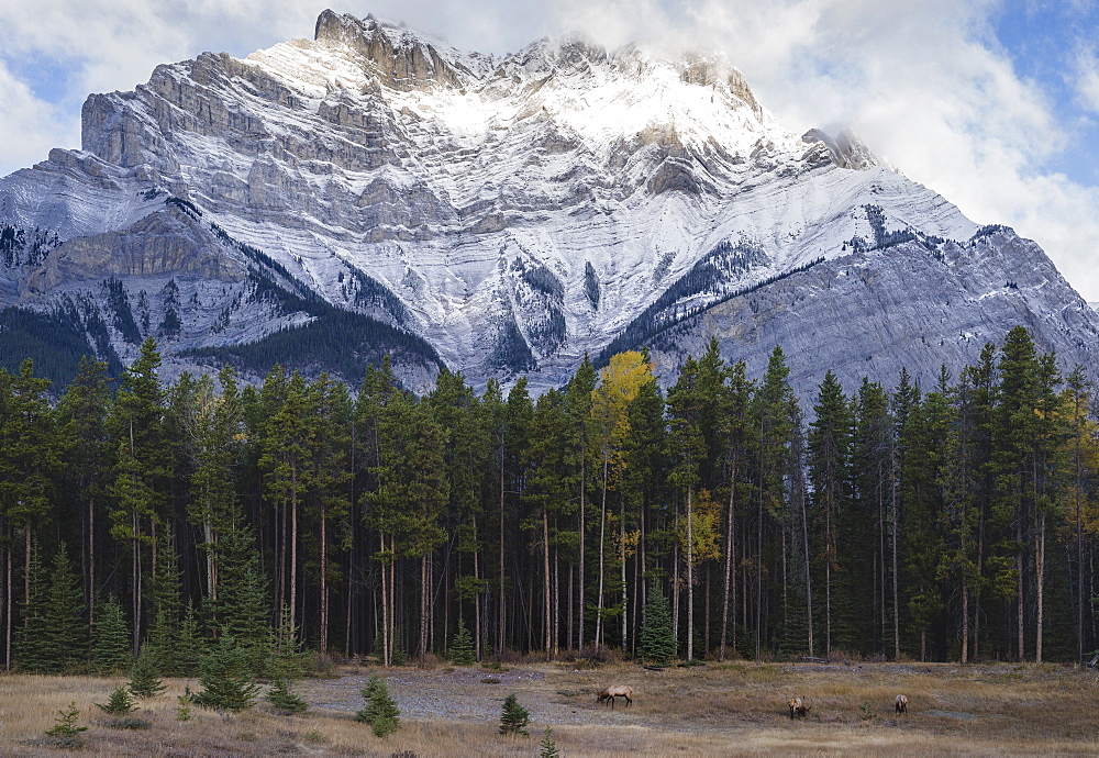 Elk in the Canadian Rockies, Banff National Park, UNESCO World Heritage Site, Canadian Rockies, Alberta, Canada, North America