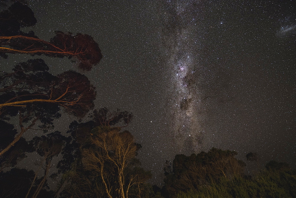 Milky Way rising above Australian forest. Victoria, Australia, Pacific