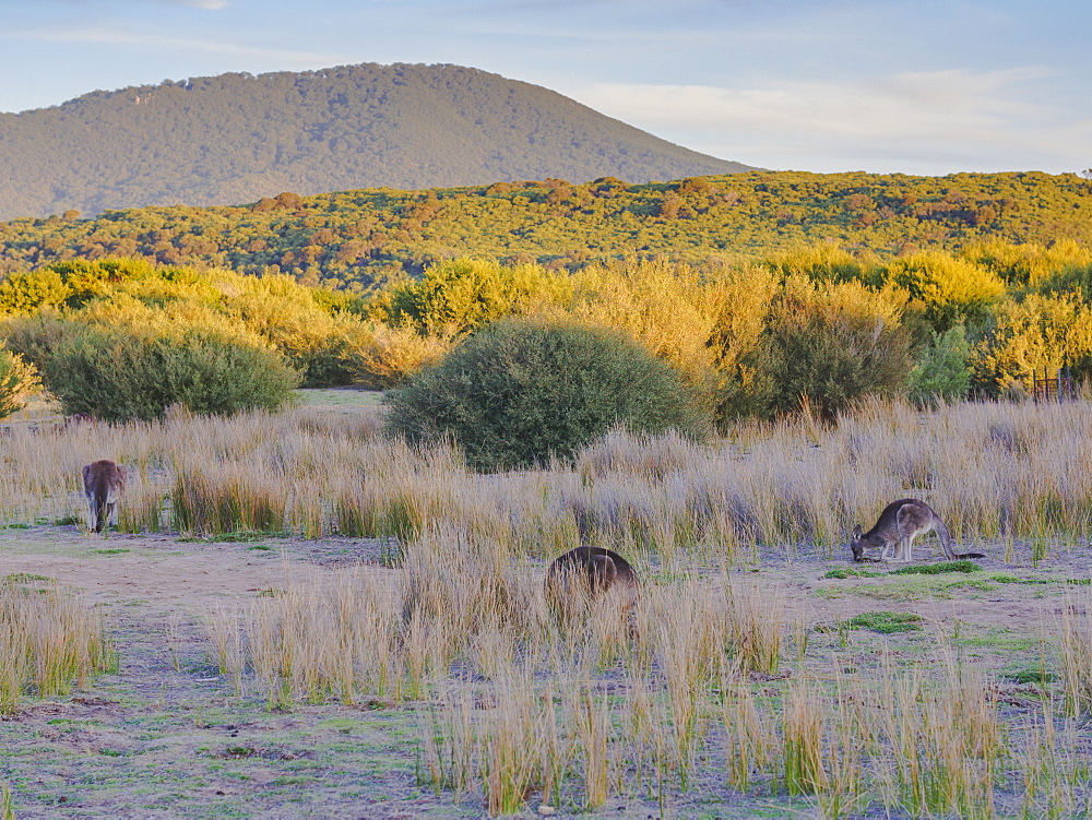 Wild kangaroos in the Wilsons Promontory National Park, Victoria, Australia, Pacific