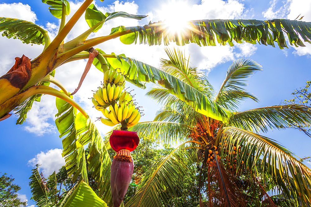 Banana tree in Vinales, UNESCO World Heritage Site, Pinar del Rio Province, Cuba, West Indies, Caribbean, Central America