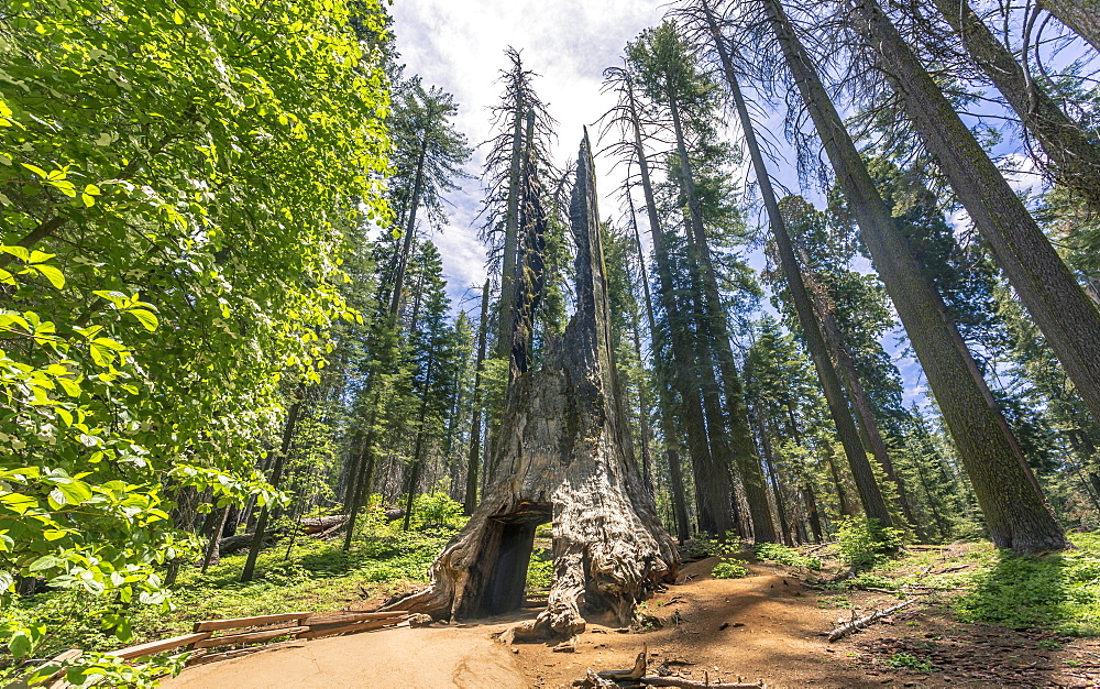 Tuolumne Grove of Giant Sequoias, Yosemite Valley, UNESCO World Heritage Site, California, United States of America, North America