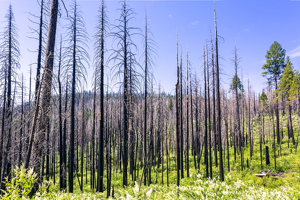 A forest fire destroys an area of forest in Yosemite Valley in the Yosemite National Park, UNESCO World Heritage Site, California, United States of America, North America