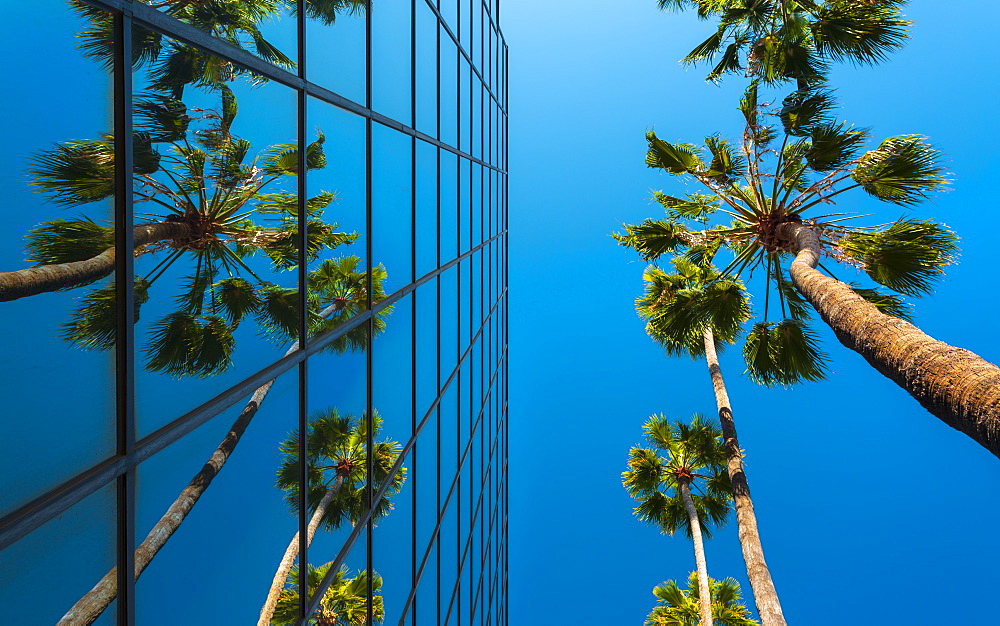 Palm trees and glass building, worm's-eye view, Hollywood, Los Angeles, California, United States of America, North America