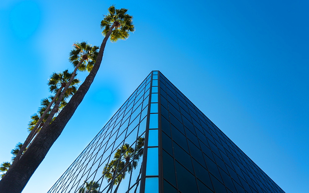 Palm trees and glass building, worm's-eye view, Hollywood, Los Angeles, California, United States of America, North America