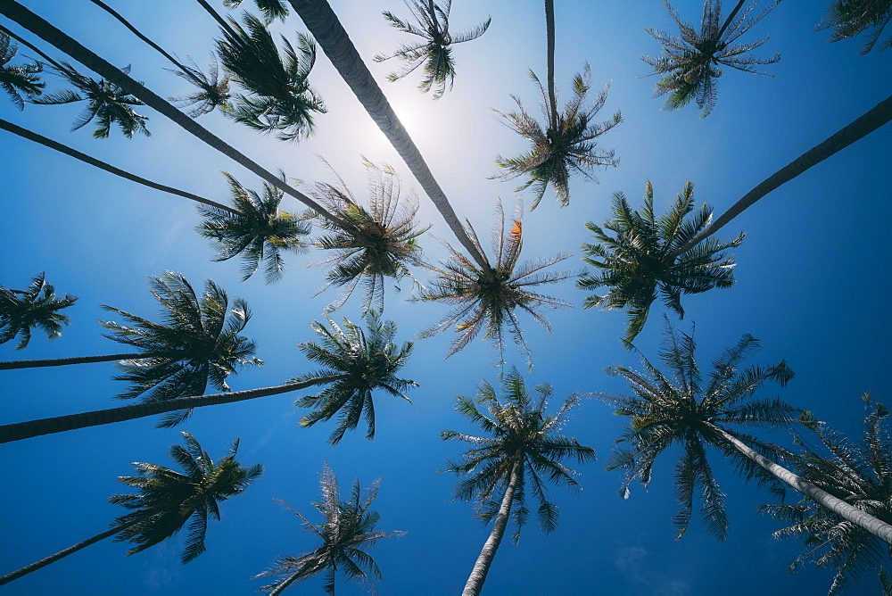 Palm trees in Ko Lanta Island, Phang Nga Bay, Thailand, Southeast Asia, Asia