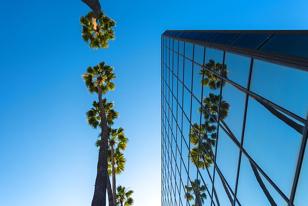 Palm trees and glass building, worm's-eye view, Hollywood, Los Angeles, California, United States of America, North America