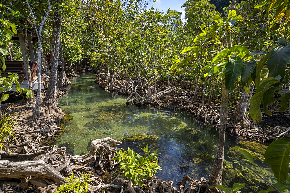 Tha Pom Klong Song Nam National Park, Krabi Province, Thailand, Southeast Asia, Asia