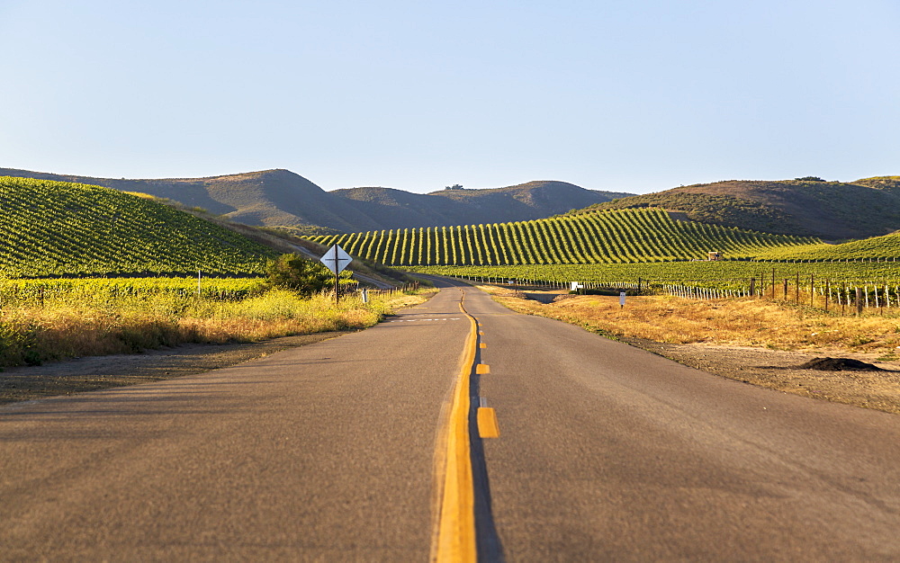 Highway through rows of lush vineyards on a hillside, Napa Valley, California, United States of America, North America