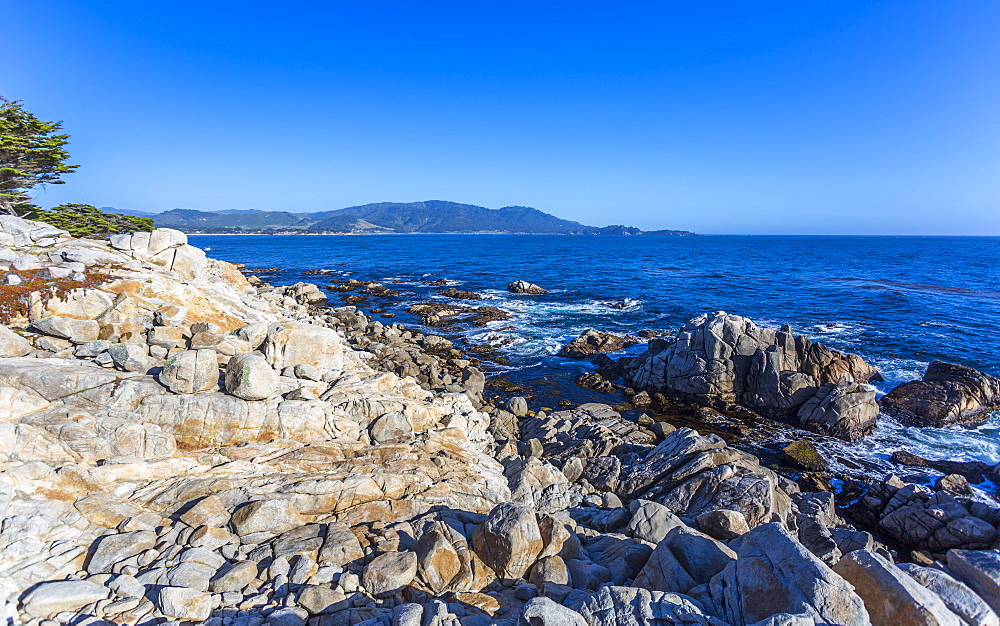 Carmel Bay, Lone Cypress at Pebble Beach, 17 Mile Drive, Peninsula, Monterey, California, United States of America, North America