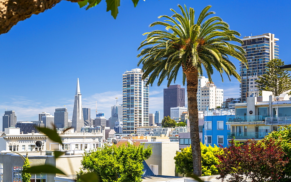 Downtown San Francisco with the Transamerica Pyramid and huge palm tree, San Francisco, California, United States of America, North America