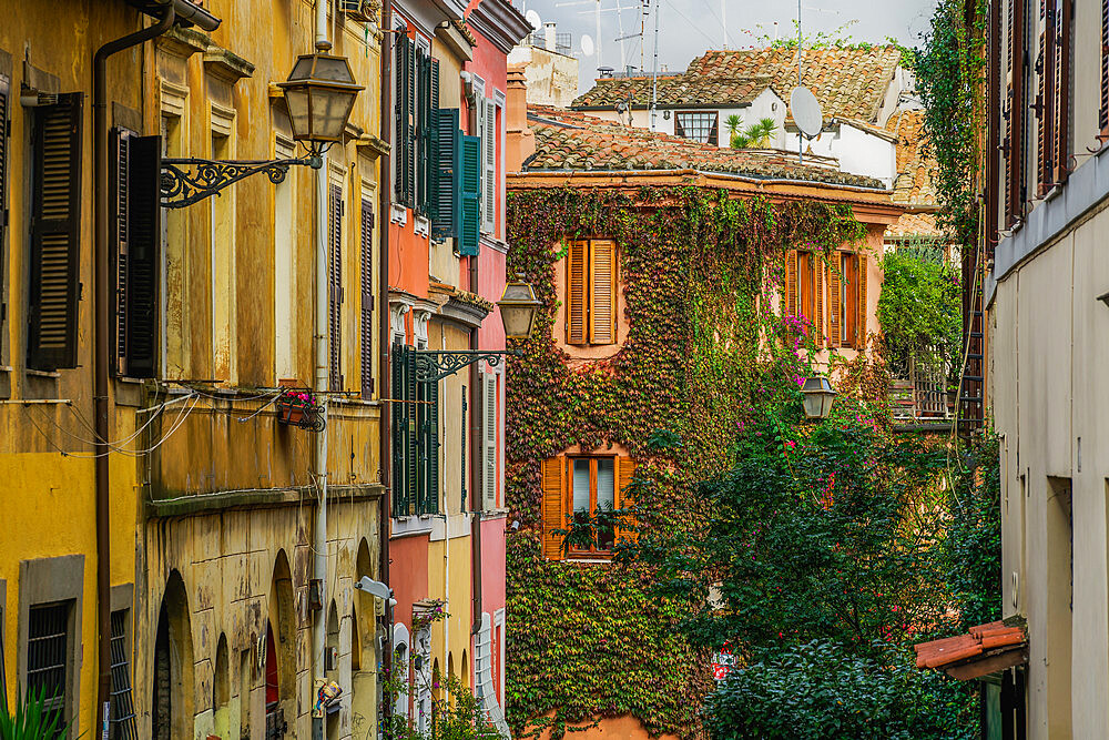 Traditional street houses with vivid hanging plants greenery in the Trastevere old town borough, Rome, Lazio, Italy, Europe