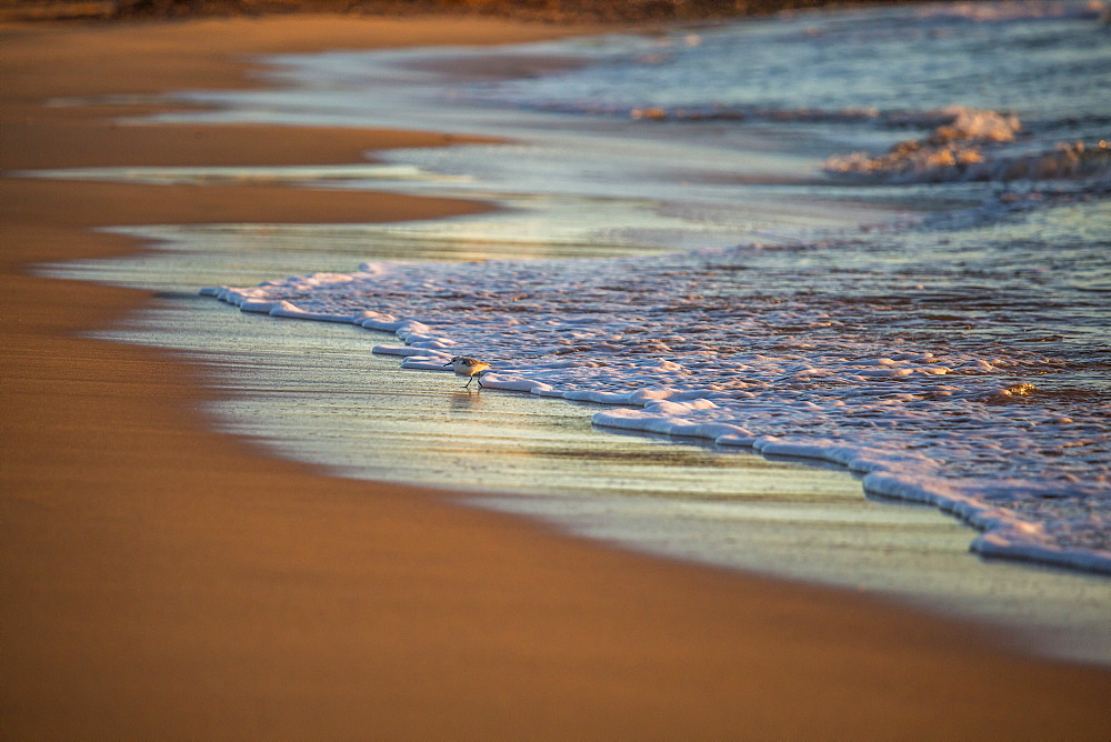 Little bird on a beach, Sagres, the Algarve, Portugal, Europe