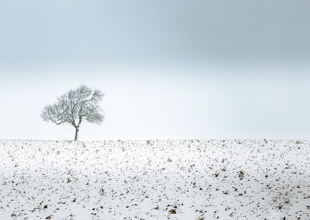 Lonely tree, winter snow scene, Aldbury, Hertfordshire, England, United Kingdom, Europe