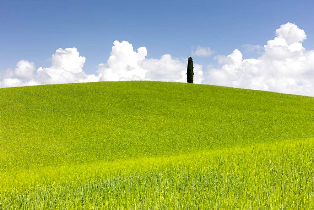 Green fields, Cypress trees and blue sky in Val d'Orcia, UNESCO World Heritage Site, Tuscany, Italy, Europe