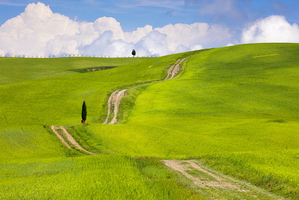 Green fields, Cypress trees and blue sky in Val d'Orcia, UNESCO World Heritage Site, Tuscany, Italy, Europe