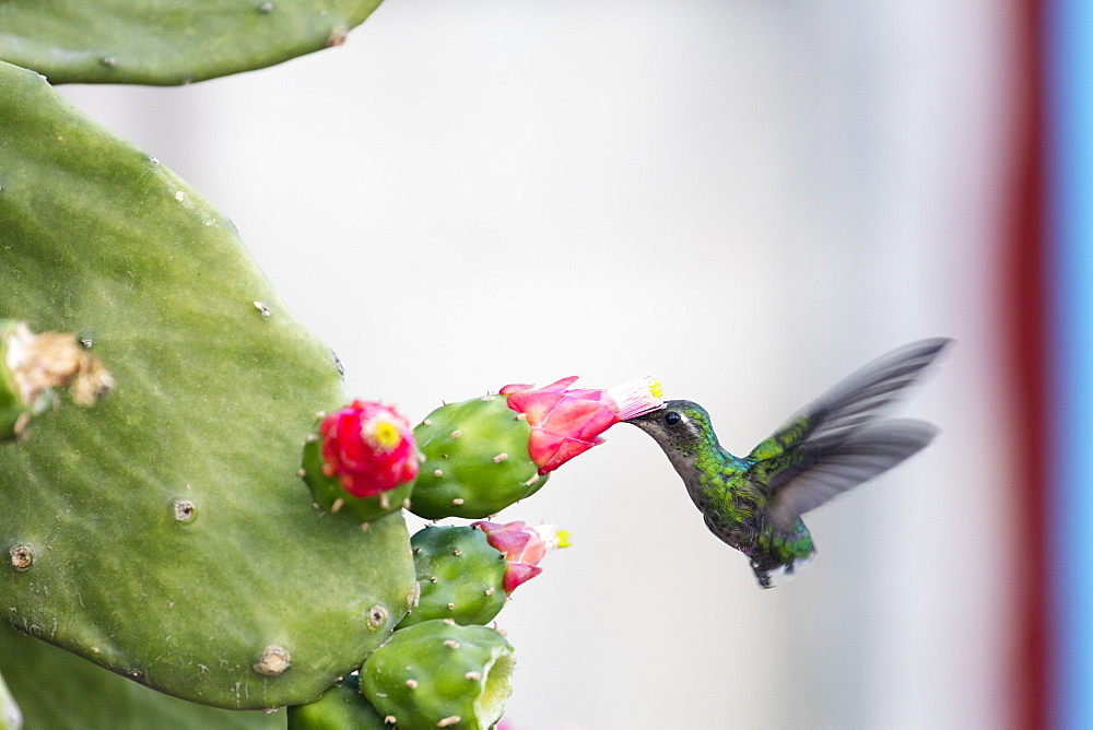 Humming bird drinking from a cactus, Vinales, UNESCO World Heritage Site, Cuba, West Indies, Caribbean, Central America