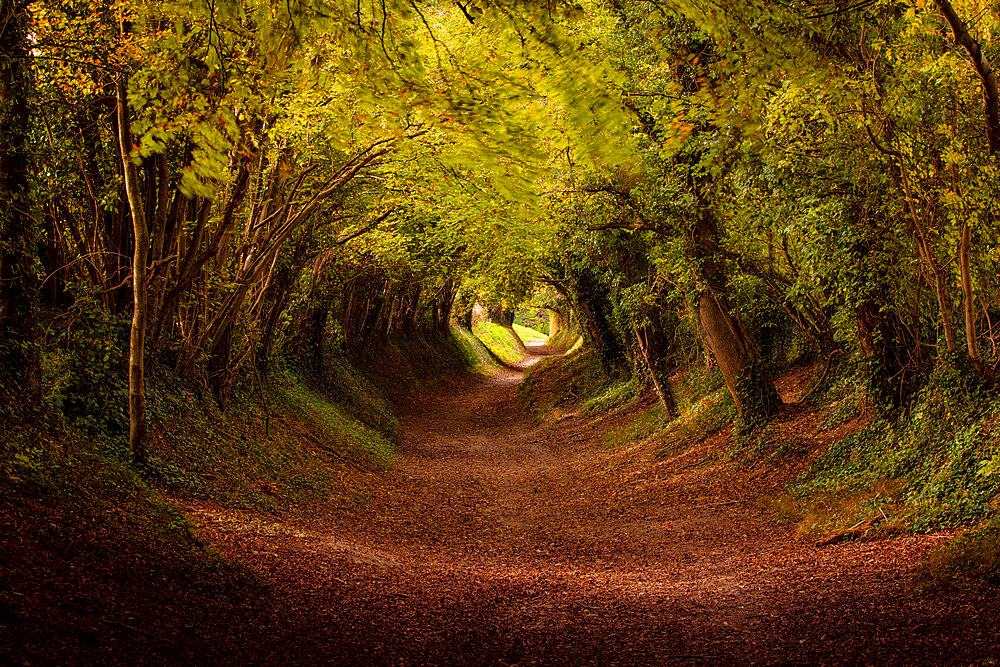 Tree tunnel with autumn colours at Halnaker Mill, Sussex, England, United Kingdom, Europe