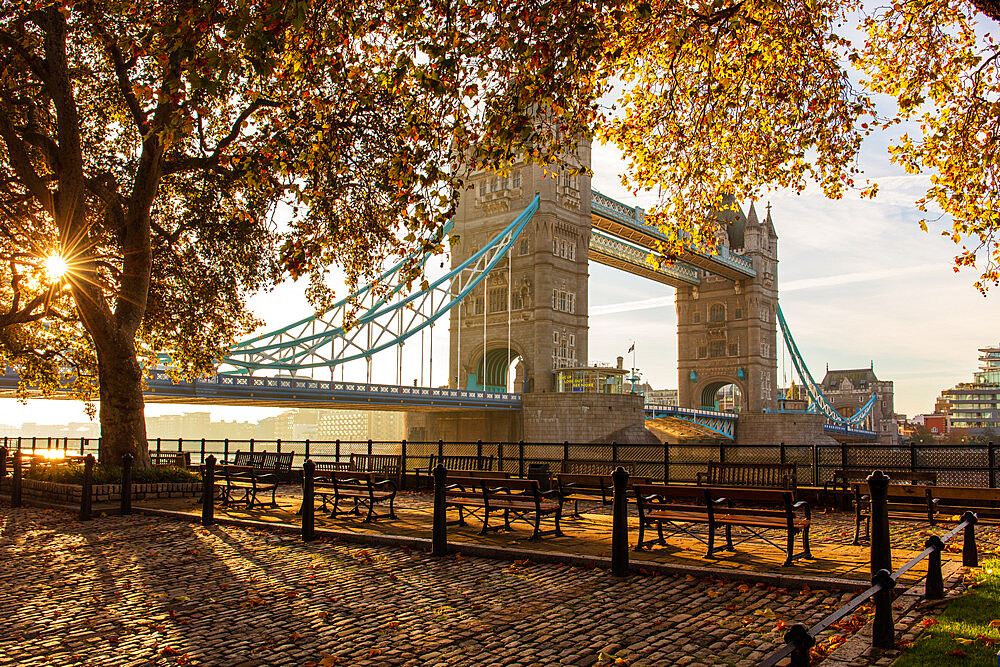 Autumn sunrise in grounds of the Tower of London, with Tower Bridge, London, England, United Kingdom, Europe